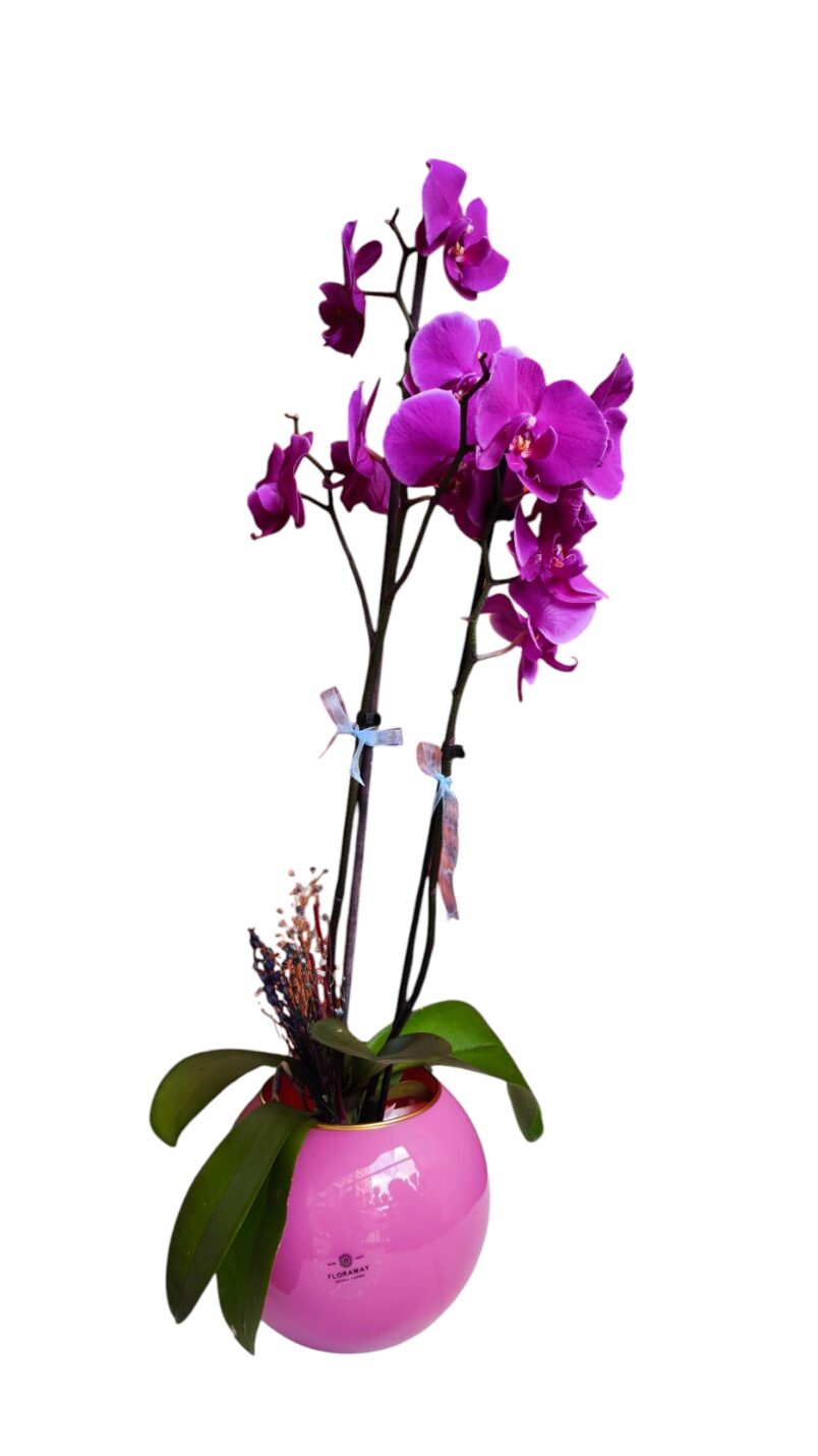 Çift Dal Pembe Orkide / Double stemmed pink orchid